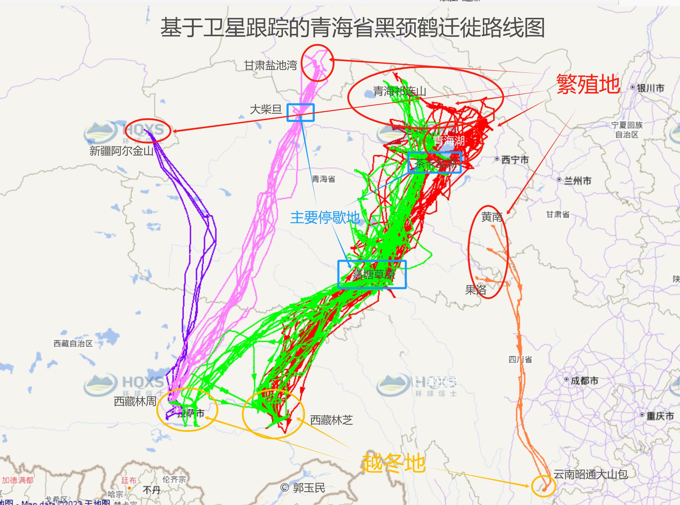 基于衛(wèi)星跟蹤的青海省黑頸鶴遷徙路線圖