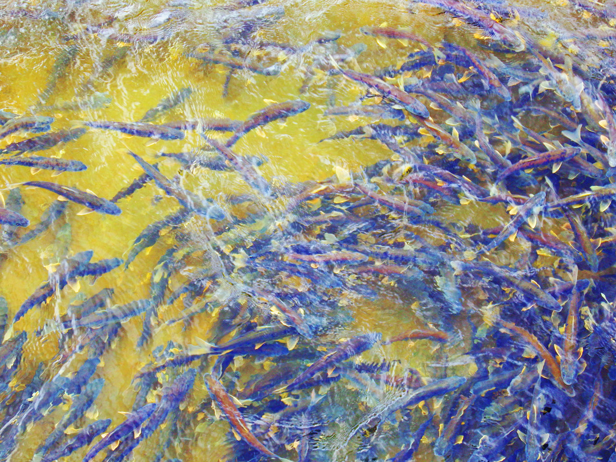 泉吉河里的湟魚